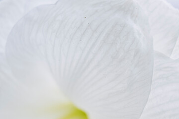 Close up sur les pétales d'une fleur blanche amaryllis - Arrière plan texturé douceur et blancheur
