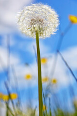 Beautiful close up of a dandelion in spring.