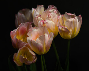 Tulips against a black background