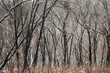 Bare trees covered snow in forest