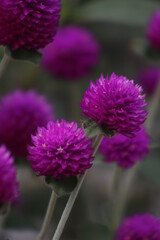 Flores de color fucsia