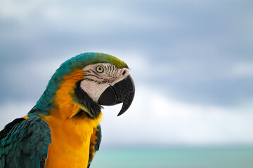 A proud parrot 