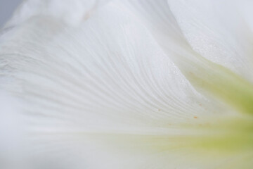 Close up sur les pétales d'une fleur blanche amaryllis - Arrière plan texturé douceur et blancheur