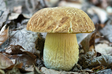 Hemileccinum impolitum is a basidiomycete fungus of the family Boletaceae, native to Europe.