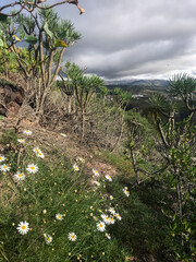 View of the green valley of the volcanic island of Tenerife. Spain. Daisy flowers in the mountains.