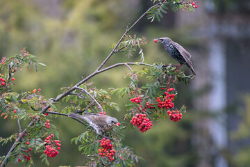 Common starling and fieldfare sits on a rowan branch. Red rowan berries in birds' beaks. There are many bunch ripe red berries on the tree. Wild birds on autumn nature.