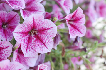 Flower pink of beautiful in morning.