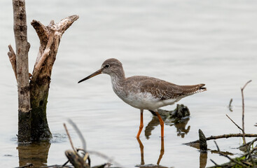 The common redshank or simply redshank searching for food in the pond , Thailand