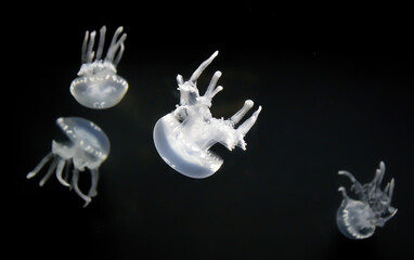Four white jellyfish floating on a black background