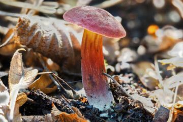 The Ruby Bolete (Hortiboletus rubellus) is an edible mushroom