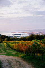 Fototapeta na wymiar Wine yard during sunset time with city and sea behind. Autumn. 