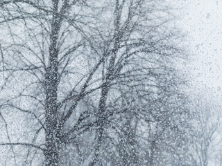 Winter Snow and Ice Covered Glass Window with Trees in Background