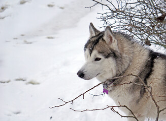  dog's face against a background of snow and thorny bush branches  