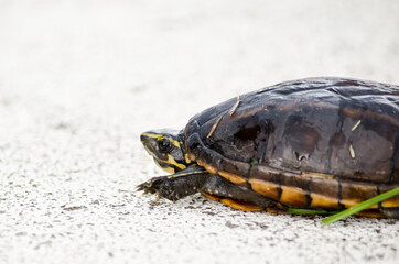 Obraz premium A turtle crawling on wet concrete 