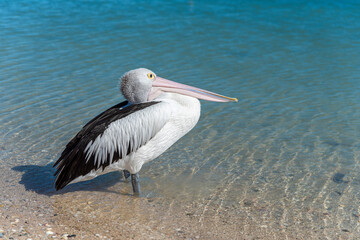 Wild Australian pelican (Pelecanus conspicillatus) standing on the shore of a beach. Monkey Mia, Western Australia