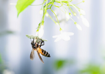 Wasps suck nectar from white flowers for food.