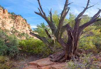 Zion National Park