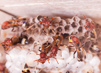 Wasps built their nests under the shelves of the house.