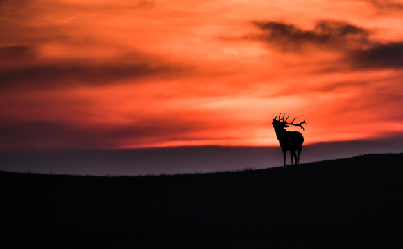 Bugling elk silhouette against orange sunset