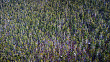 Drone photo of pine tree forest
