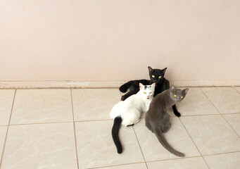 Three stray cats of different colors paranoid expression