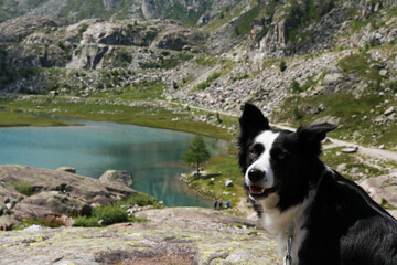 Border collie e bellissima vista dal sentiero che porta ai laghi Cornisello nella Val Nambrone in Trentino, viaggi e paesaggi in Italia