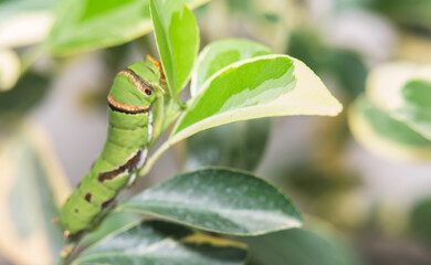 Obraz premium caterpillars on lemon tree.