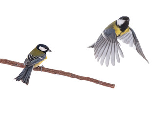 titmouse in flight isolated on white background