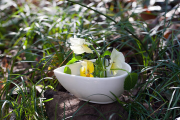 白い器にパンジーの花