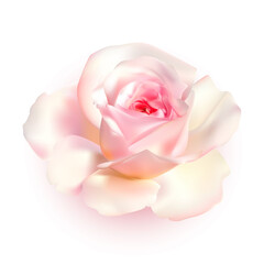 Rose with soft pink and white petals isolated on white background. Beautiful flower, single elegant decorative plant. Vector illustration
