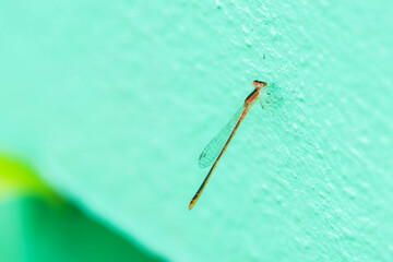 The dragonfly perched on green fence in front garden.