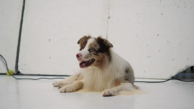 Funny dog in the photo studio.