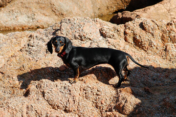 Perro salchicha disfruntando de un día en la playa.