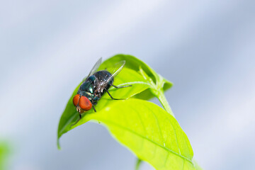 Fly perched on the green leaves