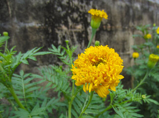 Yellow marigolds blooming in the backyard.