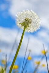 Beautiful close up of a dandelion in spring.