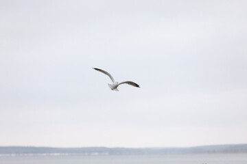 Fototapeta na wymiar Bird Flying SEAGULL Isolated Sky Symbol of Freedom Concept. white seagull in the sky