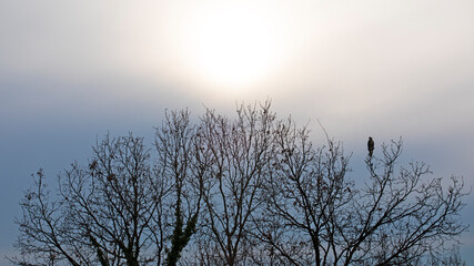 Ciel d'hiver en fin de journée avec arbre sans feuille et rapace perché au sommet surveillant la campagne à la recherche d'une proie.