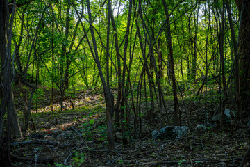 foliage, leaves, forest, Albizia, woods, green