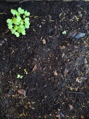 Turnip seedlings are growing into a small bush.