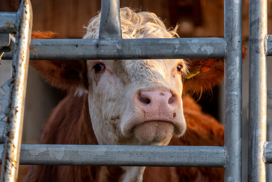 Close up of a cow behind a metal gate in a farm