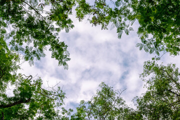 foliage, leaves, forest, Albizia, woods, green