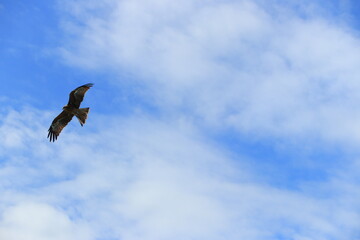 空飛ぶトンビ【国内・千葉】