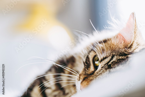 Portrait D Un Joli Petit Chaton Angora Tigre Couche A La Maison Wall Mural Picsart