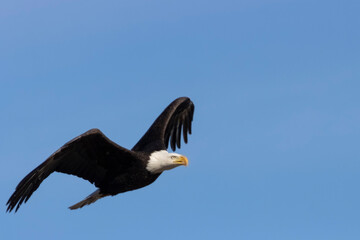 Bald Eagles at Barr Lake