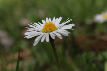 Obraz premium daisy flower