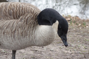 Kanadagans Branta canadensis mit schönem eingefettetem Gefieder und Wasserperlen auf dem Federkleid. Entenvogel an einem See im Februar. Ort: Südpark BuGa-Gelände Düsseldorf.