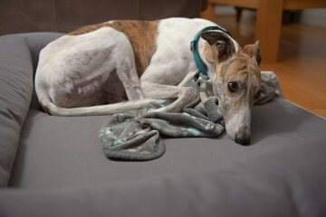 Brindle and white pet greyhound curls up with copy space beneath