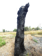 The stump was burnt black.