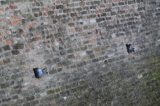 Piccioni nei buchi nel muro del castello di Pagazzano in provincia di Bergamo.